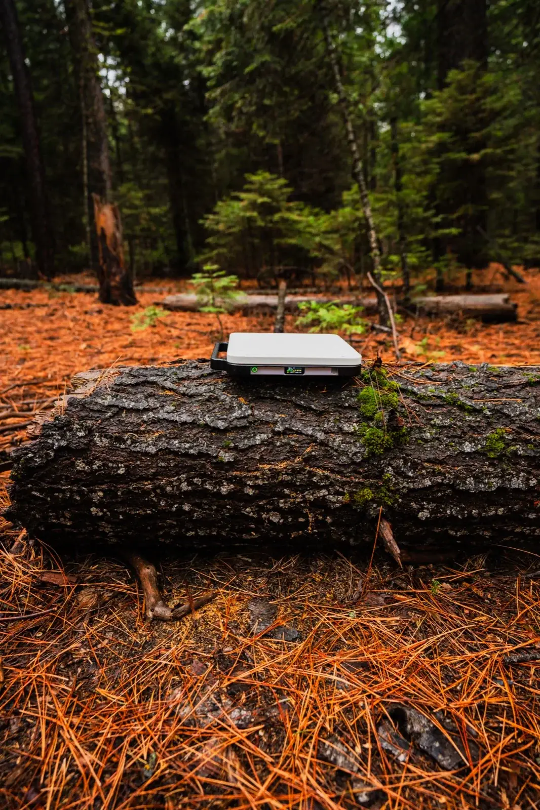 Starlink on log wide shot